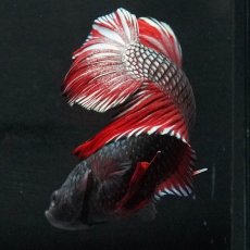 画像3: GHMPK　レッドカッパー (3)