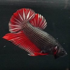 画像1: GHMPK　レッドカッパー (1)