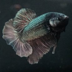 画像9: GHMPK　カッパー (9)