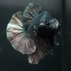 画像3: GHMPK　カッパー (3)