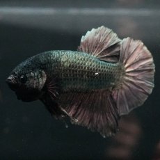 画像5: GHMPK　カッパー (5)