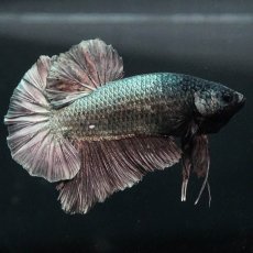 画像4: GHMPK　カッパー (4)