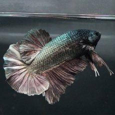 画像8: GHMPK　カッパー (8)