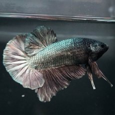 画像7: GHMPK　カッパー (7)