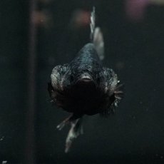 画像6: GHMPK　カッパー (6)