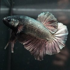 画像2: GHMPK　カッパー (2)