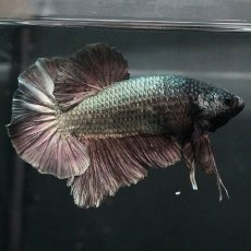 画像1: GHMPK　カッパー (1)