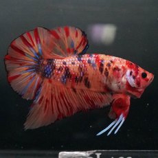 画像4: GHMPK　キャンディ (4)