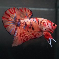 画像7: GHMPK　キャンディ (7)