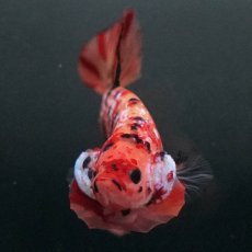 画像6: GHMPK　キャンディ (6)