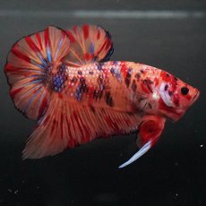 画像1: GHMPK　キャンディ (1)