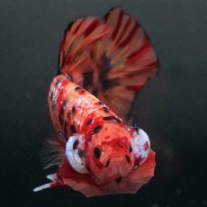 画像3: GHMPK　キャンディ (3)