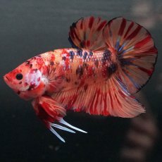 画像8: GHMPK　キャンディ (8)