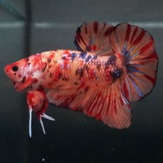 画像5: GHMPK　キャンディ (5)