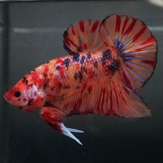 画像2: GHMPK　キャンディ (2)