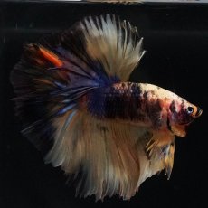 画像1: HM　イエロータイガー (1)