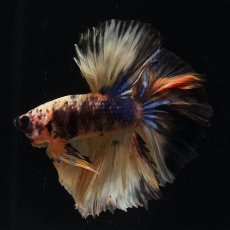 画像2: HM　イエロータイガー (2)