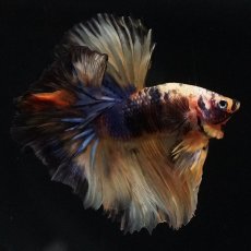 画像4: HM　イエロータイガー (4)