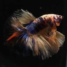 画像8: HM　イエロータイガー (8)