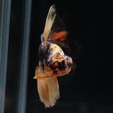 画像7: HM　イエロータイガー (7)