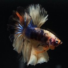 画像6: HM　イエロータイガー (6)