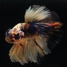 画像3: HM　イエロータイガー (3)