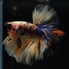 画像5: HM　イエロータイガー (5)