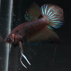 画像2: ワイルドハイブリッド (2)