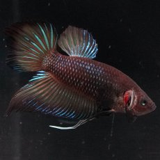 画像3: ワイルドハイブリッド (3)