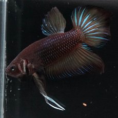 画像8: ワイルドハイブリッド (8)