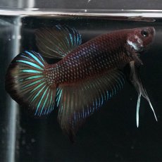 画像5: ワイルドハイブリッド (5)