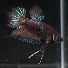 画像1: ワイルドハイブリッド (1)