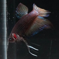 画像7: ワイルドハイブリッド (7)