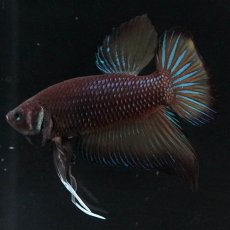 画像6: ワイルドハイブリッド (6)