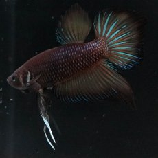 画像4: ワイルドハイブリッド (4)