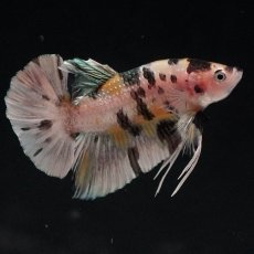 画像5: HMPK　イエローカッパー (5)