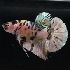 画像1: HMPK　イエローカッパー (1)