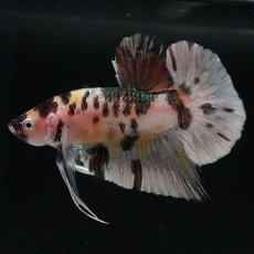 画像4: HMPK　イエローカッパー (4)