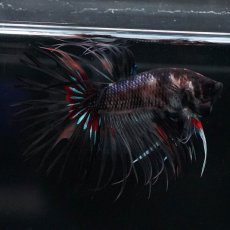 画像7: CT　ブラックキャンディ　変わり柄 (7)