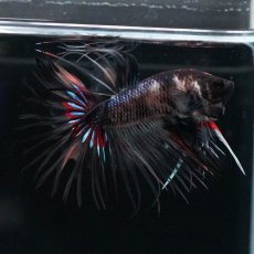 画像6: CT　ブラックキャンディ　変わり柄 (6)