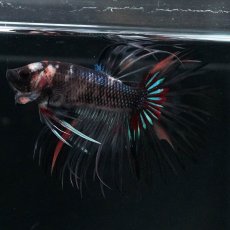 画像5: CT　ブラックキャンディ　変わり柄 (5)