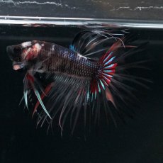 画像2: CT　ブラックキャンディ　変わり柄 (2)