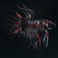 画像1: CT　ブラックキャンディ　変わり柄 (1)