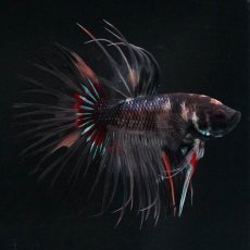 画像4: CT　ブラックキャンディ　変わり柄 (4)