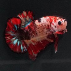 画像6: HMPK　キャンディ (6)