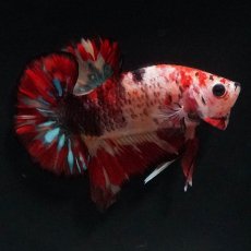 画像2: HMPK　キャンディ (2)