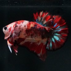 画像7: HMPK　キャンディ (7)