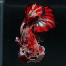 画像3: HMPK　キャンディ (3)