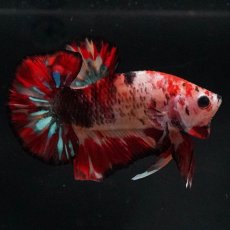 画像4: HMPK　キャンディ (4)