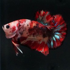 画像1: HMPK　キャンディ (1)